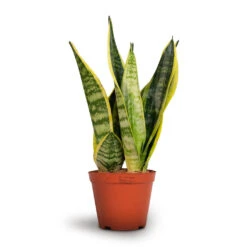 Sansevieria Trifasciata Futura Superba 20 Sansevieria Trifasciata Futura Superba -Hortology Shop Sansevieria trifasciata Futura Superba 12x35cm