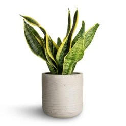 Sansevieria Trifasciata Futura Superba 22 Sansevieria Trifasciata Futura Superba -Hortology Shop Sansevieria trifasciata Futura Superba 12x35cm Charlie Plant Pot Grey Washed 15x15cm