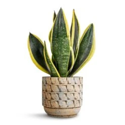 Sansevieria Trifasciata Futura Superba 19 Sansevieria Trifasciata Futura Superba -Hortology Shop Sansevieria trifasciata Futura Superba 12x35cm Jim Plant Pot Shell 14x12cm 7153f1db d509 42f2 bceb 1fc664ead64d