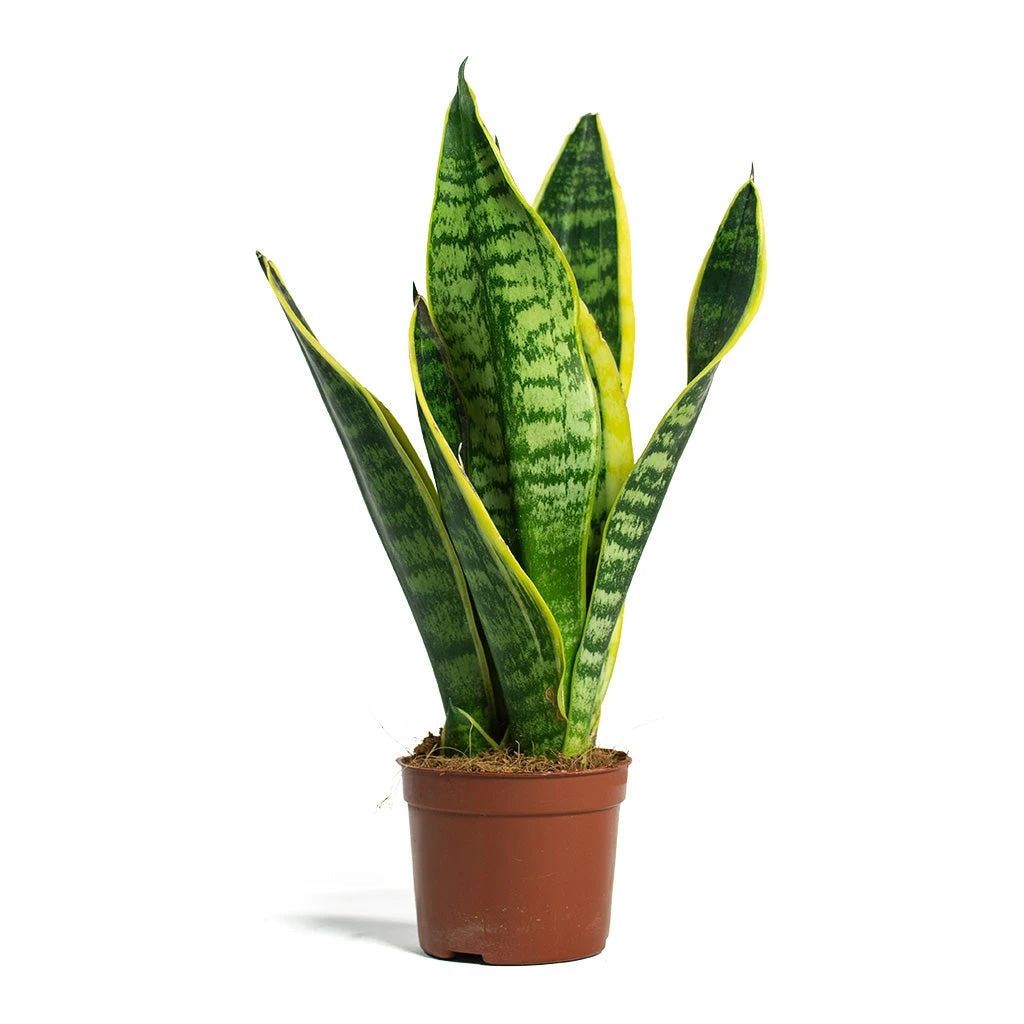 Sansevieria Trifasciata Futura Superba 11 Sansevieria Trifasciata Futura Superba - Image 11