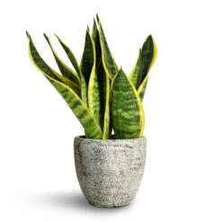 Sansevieria Trifasciata Futura Superba 18 Sansevieria Trifasciata Futura Superba -Hortology Shop Sansevieria trifasciata Futura Superba 9x30cm Anne Plant Pot White Earth 12x11cm
