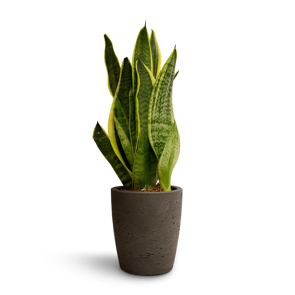 Sansevieria Trifasciata Futura Superba 12 Sansevieria Trifasciata Futura Superba - Image 12