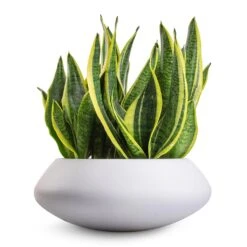 Sansevieria Trifasciata Futura Superba 16 Sansevieria Trifasciata Futura Superba -Hortology Shop Sansevieria trifasciata Futura Superba 9x30cm Tara Essentials Bowl Planter Matt White 31x12cm