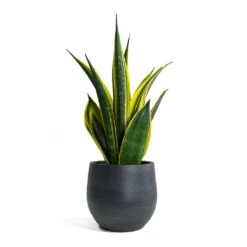 Sansevieria Trifasciata Golden Flame - Snake Plant -Hortology Shop Sansevieria trifasciata Golden Flame Snake Plant Esra Plant Pot Graphite
