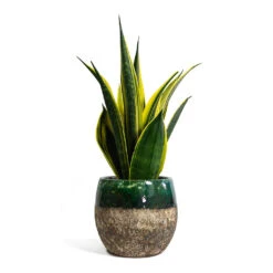 Sansevieria Trifasciata Golden Flame - Snake Plant -Hortology Shop Sansevieria trifasciata Golden Flame Snake Plant Lindy Plant Pot Black Green