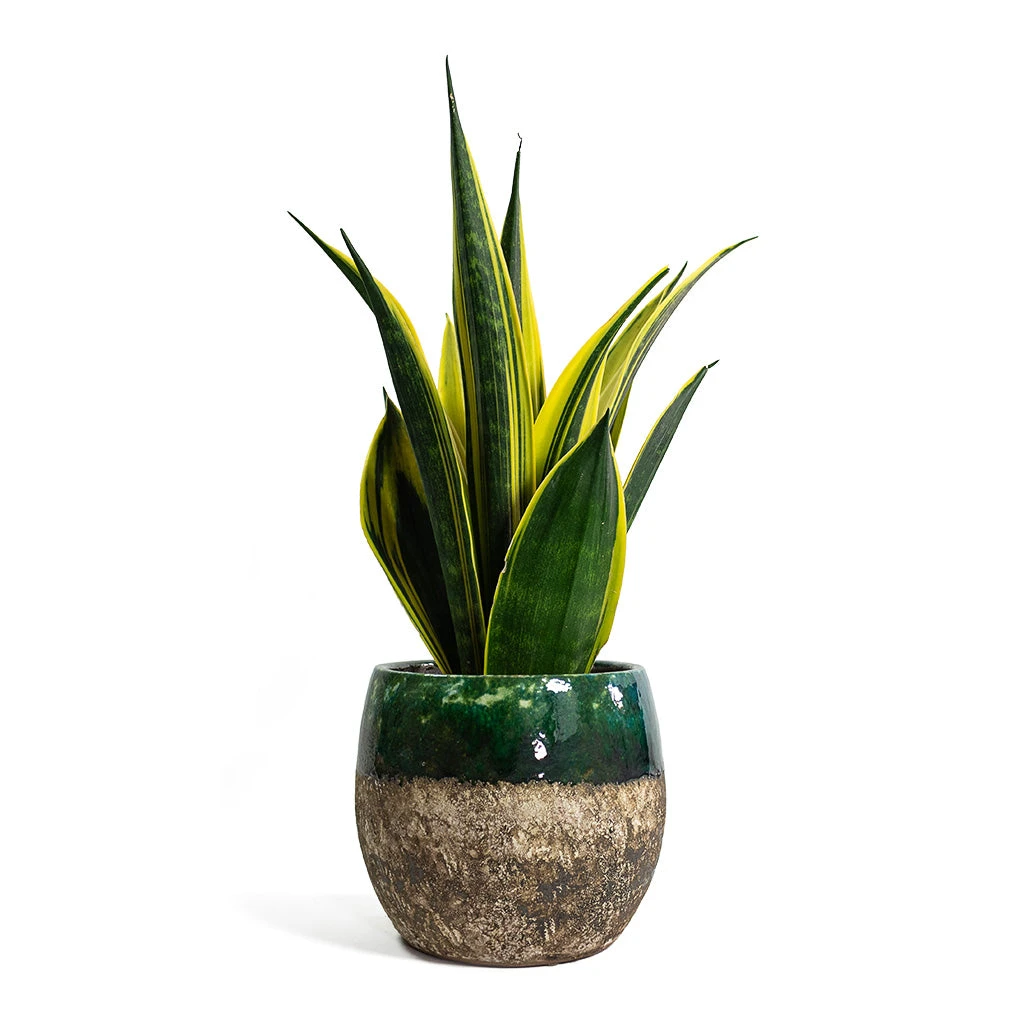 Lindy Plant Pot - Black Green 15 Lindy Plant Pot - Black Green - Image 15