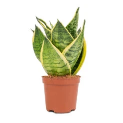 Sansevieria Trifasciata Golden Hahnii - Birds Nest Snake Plant -Hortology Shop Sansevieria trifasciata Golden Hahnii Birds Nest Snake Plant 9x15cm 2