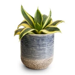 Sansevieria Trifasciata Golden Hahnii - Birds Nest Snake Plant -Hortology Shop Sansevieria trifasciata Golden Hahnii Birds Nest Snake Plant 9x15cm Issa Plant Pot Light Blue 10x11cm 2