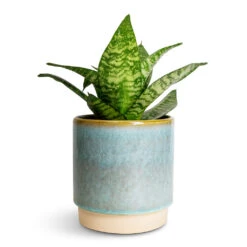 Copenhagen Plant Pot - Aqua -Hortology Shop Sansevieria trifasciata Hahnii Birds Nest Snake Plant 12x25cm Copenhagen Plant Pot Aqua 13.5x14cm