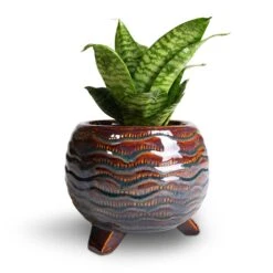 Dewi Plant Pot - Marrakesh -Hortology Shop Sansevieria trifasciata Hahnii Birds Nest Snake Plant 12x25cm Dewi Plant Pot Marrakesh 21x16cm 2 8749c06e 22ab 4c64 9b78 c819a371f25b