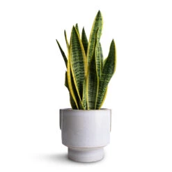 Aries Handles Plant Pot - White -Hortology Shop Sansevieria trifasciata Laurentii Variegated Snake Plant 14x50cm Aries Handles Plant Pot White 19x20cm 3ae6ce30 5dbf 4611 b776 e11115f54376