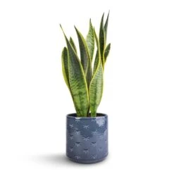 Sansevieria Trifasciata Laurentii - Variegated Snake Plant -Hortology Shop Sansevieria trifasciata Laurentii Variegated Snake Plant 15x45cm Arley Plant Pot Blue Dragonfly 17x17.5cm 1702ed53 e585 4de7 8eaf 42bf240776e3