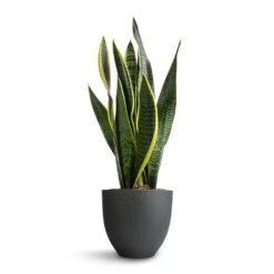 Sansevieria Trifasciata Laurentii - Variegated Snake Plant -Hortology Shop Sansevieria trifasciata Laurentii Variegated Snake Plant 15x45cm Coral Refined Planter Pine Green 18x15cm