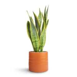 Hadleigh Plant Pot - Amber 15 Hadleigh Plant Pot - Amber -Hortology Shop Sansevieria trifasciata Laurentii Variegated Snake Plant 15x45cm Hadleigh Plant Pot Amber 17x15cm