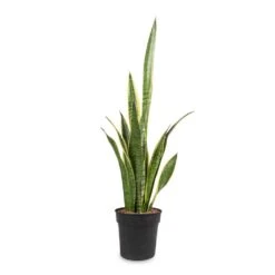 Sansevieria Trifasciata Laurentii - Variegated Snake Plant -Hortology Shop Sansevieria trifasciata Laurentii Variegated Snake Plant 16x60cm