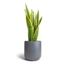 Sansevieria Trifasciata Laurentii - Variegated Snake Plant -Hortology Shop Sansevieria trifasciata Laurentii Variegated Snake Plant 17x55cm Lisbon Plant Pot Charcoal 21x21cm