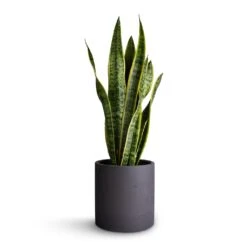 Puk Plant Pot - Black Washed -Hortology Shop Sansevieria trifasciata Laurentii Variegated Snake Plant 17x65cm Puk Plant Pot Black Washed 20x20cm