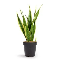 Sansevieria Trifasciata Laurentii - Variegated Snake Plant -Hortology Shop Sansevieria trifasciata Laurentii Variegated Snake Plant 21x70cm