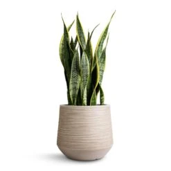 Sansevieria Trifasciata Laurentii - Variegated Snake Plant -Hortology Shop Sansevieria trifasciata Laurentii Variegated Snake Plant 21x70cm Dune Darcy Planter Oat 30x26cm 6572a0a9 e86b 42e5 bc37 42182fd857fc