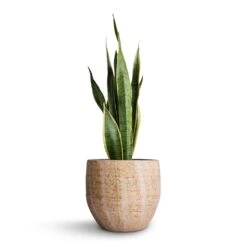 Sansevieria Trifasciata Laurentii - Variegated Snake Plant -Hortology Shop Sansevieria trifasciata Laurentii Variegated Snake Plant 21x70cm Emmy Plant Pot Camel 28x25cm