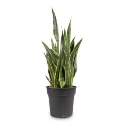 Sansevieria Trifasciata Laurentii - Variegated Snake Plant -Hortology Shop Sansevieria trifasciata Laurentii Variegated Snake Plant 27x80cm