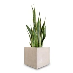 Sansevieria Trifasciata Laurentii - Variegated Snake Plant -Hortology Shop Sansevieria trifasciata Laurentii Variegated Snake Plant 27x80cm Raindrop Cube Planter Stone 30x30x27cm