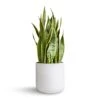 Sansevieria Trifasciata Laurentii - Variegated Snake Plant