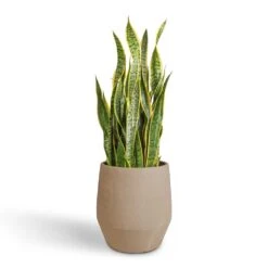 Humus Plant Pot - Concrete -Hortology Shop Sansevieria trifasciata Laurentii Variegated Snake Plant 30x90cm Humus Plant Pot Concrete 37x42.5cm 392151dc 9f71 4df0 aa38 9442d0eaaeb9