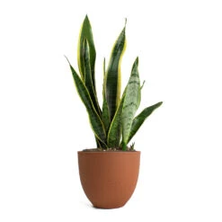 Coral Refined Planter - Canyon Orange -Hortology Shop Sansevieria trifasciata Laurentii Variegated Snake Plant Coral Refined Planter Canyon Orange