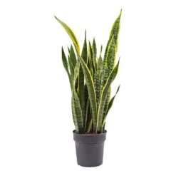 Sansevieria Trifasciata Laurentii - Variegated Snake Plant -Hortology Shop Sansevieria trifasciata Laurentii Variegated Snake Plant ML