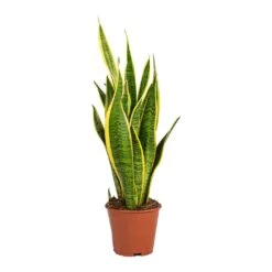 Sansevieria Trifasciata Laurentii - Variegated Snake Plant -Hortology Shop Sansevieria trifasciata Laurentii Variegated Snake Plant Small