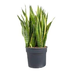 Sansevieria Trifasciata Laurentii - Variegated Snake Plant -Hortology Shop Sansevieria trifasciata Laurentii Variegated Snake Plant XL