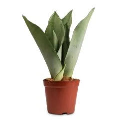 Sansevieria Trifasciata Moonshine - Snake Plant -Hortology Shop Sansevieria trifasciata Moonshine Snake Plant 12x35cm 50a63810 e3e0 4615 80fd d15cf6a469a0