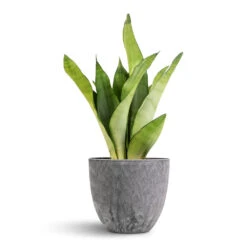 Sansevieria Trifasciata Moonshine - Snake Plant -Hortology Shop Sansevieria trifasciata Moonshine Snake Plant 12x40cm Bola Artstone Plant Pot Grey 17x15cm 7181 e4543587 9fb9 4632 a3bc b09d151220fe