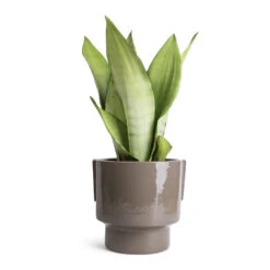 Aries Handles Plant Pot - Charcoal 13 Aries Handles Plant Pot - Charcoal -Hortology Shop Sansevieria trifasciata Moonshine Snake Plant 14x45cm Aries Handles Plant Pot Charcoal 19x20cm 1823bc8b 838b 4df4 8d2d e8d8ea689467