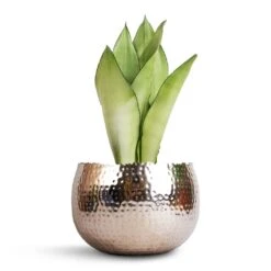 Hammered Bowl - Nickel With Black -Hortology Shop Sansevieria trifasciata Moonshine Snake Plant 14x45cm Hammered Bowl Nickel with Black 19x14cm