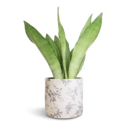 Lazzaro Plant Pot - Vintage Bird -Hortology Shop Sansevieria trifasciata Moonshine Snake Plant 14x45cm Lazzaro Plant Pot Vintage Bird 18x16cm
