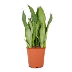 Sansevieria Trifasciata Moonshine - Snake Plant -Hortology Shop Sansevieria trifasciata Moonshine Snake Plant 21x70cm 4