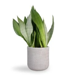 Angle Cylinder Plant Pot - White -Hortology Shop Sansevieria trifasciata Moonshine Snake Plant 21x70cm Angle Cylinder Plant Pot White 24x24cm