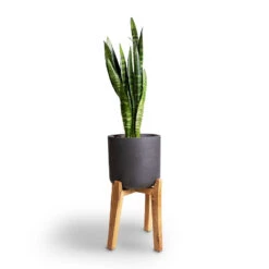 Charlie Plant Pot - Tall Stand - Black Washed 14 Charlie Plant Pot - Tall Stand - Black Washed -Hortology Shop Sansevieria trifasciata Moonshine Snake Plant 21x70cm Charlie Plant Pot Tall Stand Black Washed 32x51cm