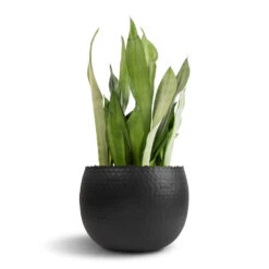 Sansevieria Trifasciata Moonshine - Snake Plant -Hortology Shop Sansevieria trifasciata Moonshine Snake Plant 21x70cm Hammered Bowl Black with Copper 30x20cm 1 76c68d4a fb3f 4781 8ce6 fb581591e0ea