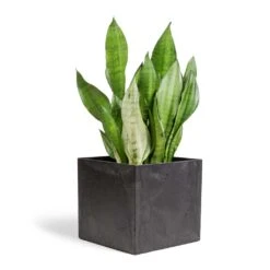 Sansevieria Trifasciata Moonshine - Snake Plant -Hortology Shop Sansevieria trifasciata Moonshine Snake Plant 21x70cm Maud Artstone Plant Pot Black 32x32x29cm