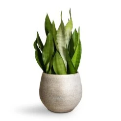 Noor Plant Pot - Metallic Grey -Hortology Shop Sansevieria trifasciata Moonshine Snake Plant 21x70cm Noor Plant Pot Metallic Grey 27x25cm 2