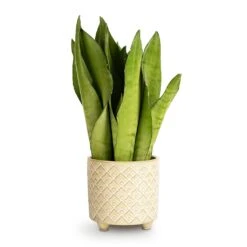 Sansevieria Trifasciata Moonshine - Snake Plant -Hortology Shop Sansevieria trifasciata Moonshine Snake Plant 9x25cm Bilbao Plant Pot Pale Jade 10.5x10cm 559c7640 565e 43e0 bb3e 1498d046aa6e