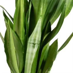 Sansevieria Trifasciata Moonshine - Snake Plant -Hortology Shop Sansevieria trifasciata Moonshine Snake Plant Stems