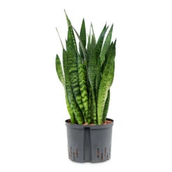 Sansevieria Zeylanica - HydroCare -Hortology Shop Sansevieria zeylanica HydroCare 25 19x70cm