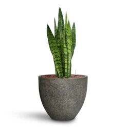 Sansevieria Zeylanica - HydroCare -Hortology Shop Sansevieria zeylanica HydroCare Cement Stone Cody Plant Pot Granite Grey