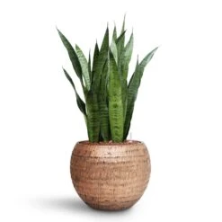 Opus Hammered Globe Planter - Gold -Hortology Shop Sansevieria zeylanica HydroCare Opus Hammered Globe Planter Gold dfa84456 bac5 45dd 8e9c cff902644f84