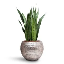 Opus Hammered Globe Planter - Silver 25 Opus Hammered Globe Planter - Silver -Hortology Shop Sansevieria zeylanica HydroCare Opus Hammered Globe Planter Silver 38986d28 a0f6 4215 be9c a9dcc54cd787