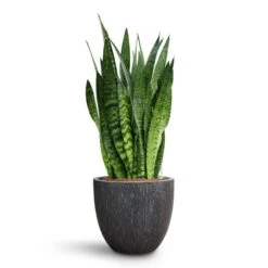 Sansevieria Zeylanica - HydroCare -Hortology Shop Sansevieria zeylanica HydroCare Raindrop Couple Planter Anthracite 98f636ba 6a10 4538 9f20 be855672ca02
